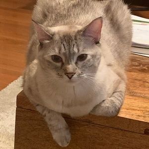 Meet your Posher, Joyce